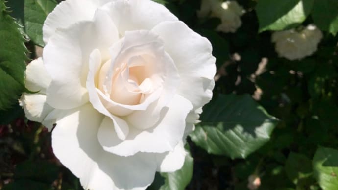 鼻の通り 花の通り