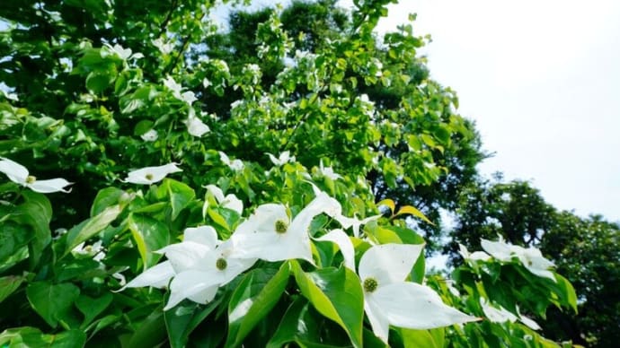 ヤマボウシ、アジサイ、クリ、ジャガイモの花（板橋区立赤塚植物園 2024.5.26撮影）