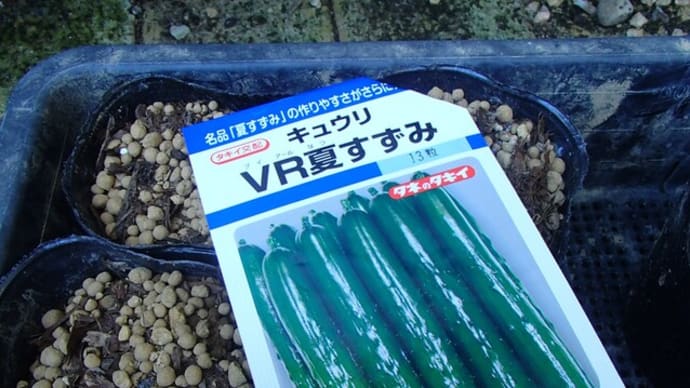 三尺ささげに花がつき始めました 10日