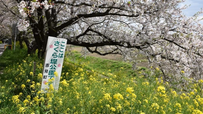 さくら狩り 埼玉県比企郡吉見町 さくら堤公園(3)さいたま武蔵丘陸森林公園 自転車道