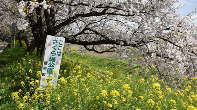 さくら狩り　埼玉県比企郡吉見町　さくら堤公園（3）さいたま武蔵丘陸森林公園　自転車道