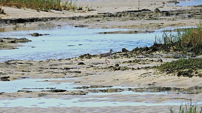 冬鳥の季節始まる:大瀬海岸の鳥見