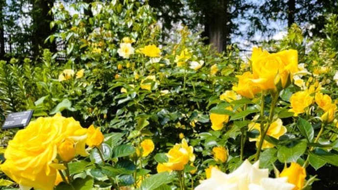 黄色と白・・✨🌹🐤