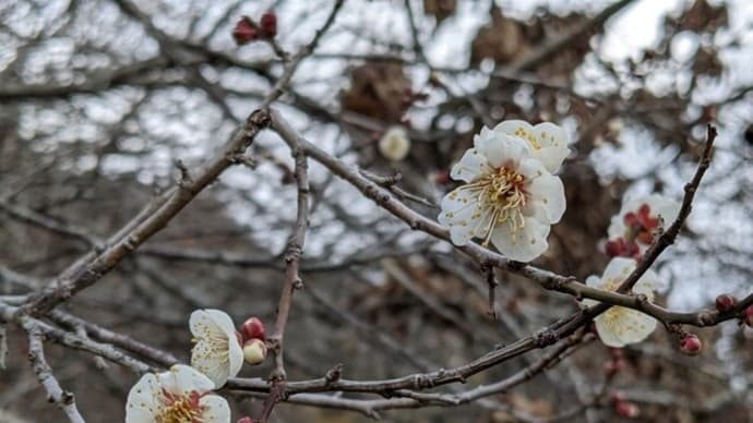 「春の予感」