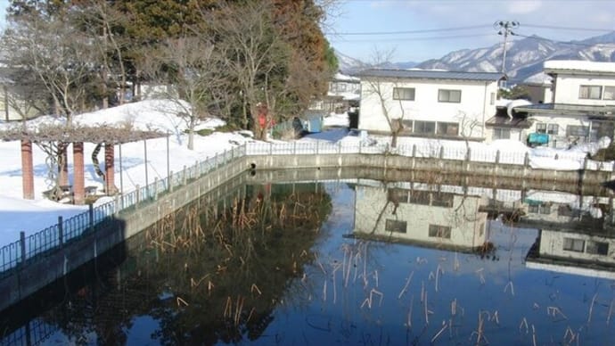 昨日の午後3時頃池を見たらカルガモが4羽やっと来ました