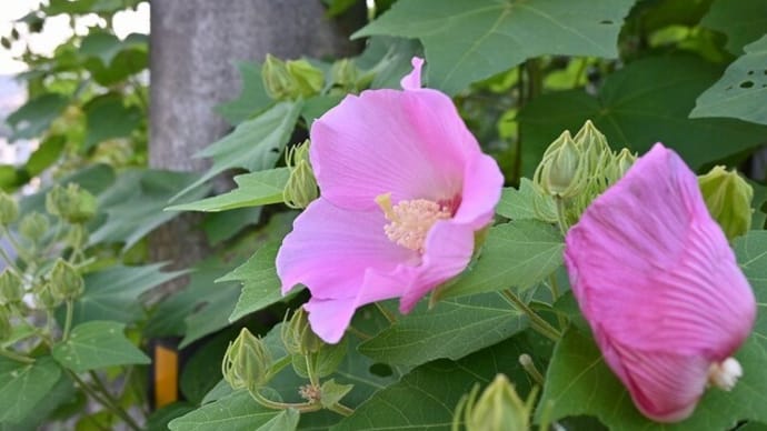 似たもの同士~アオイ科の花
