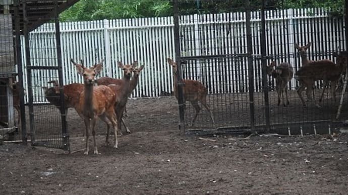 鹿さんに会いに行ってきました。