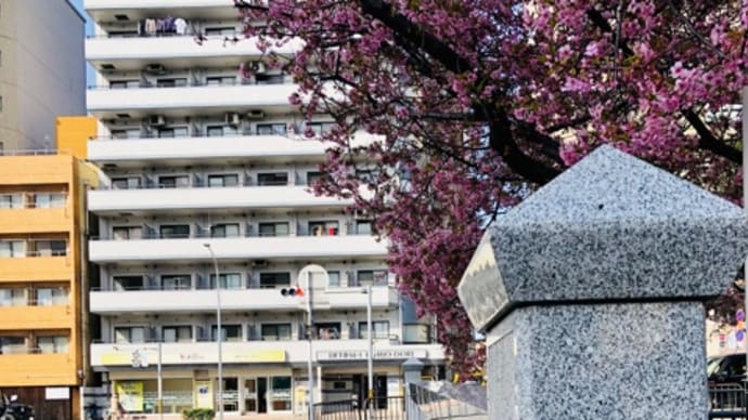 一条戻橋・河津桜*