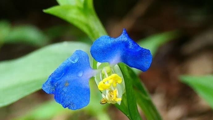 移りゆく季節の花咲く散歩道