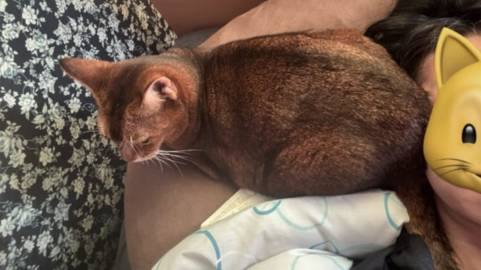 猫様の頭脳が明晰すぎる件