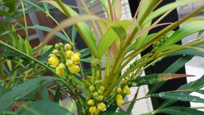 ナリヒラヒイラギナンテン(業平柊南天)の花 アサギリソウの地味な花が咲きました