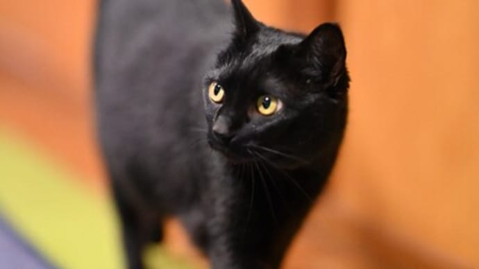 NIKKOR Z 85mm f/1.2 S は斬鉄剣?