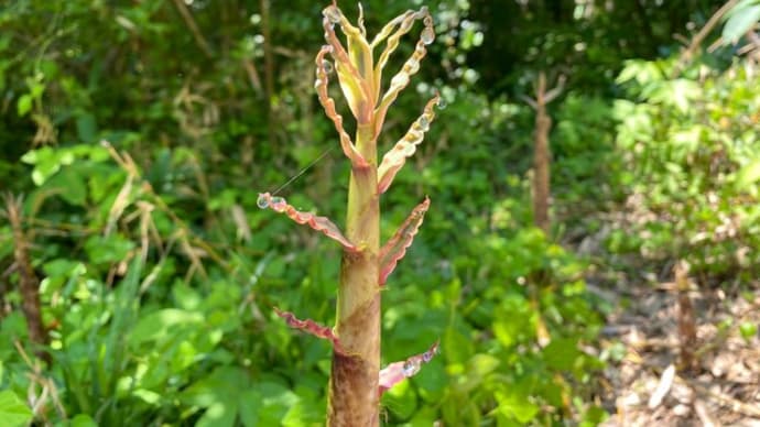 タケノコの季節を迎えております…（タケノコの穂先）