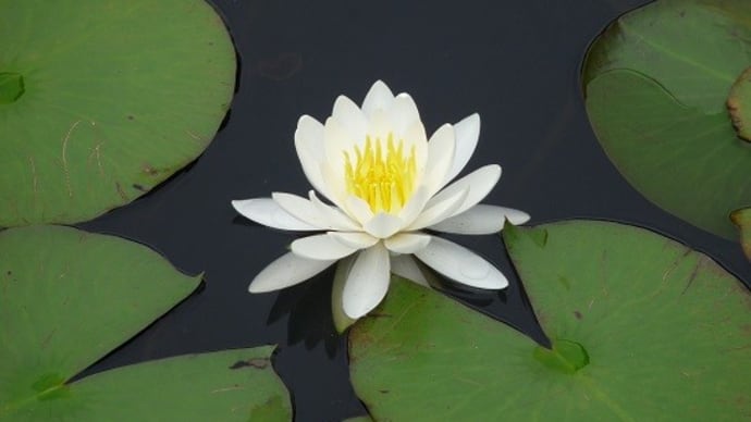 睡蓮 極楽寺・蛇の池