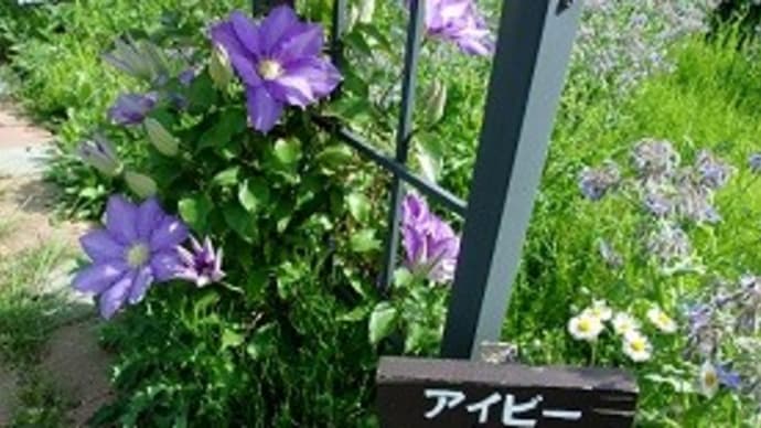 メナード青山リゾートのハーブガーデン202405~Part2~