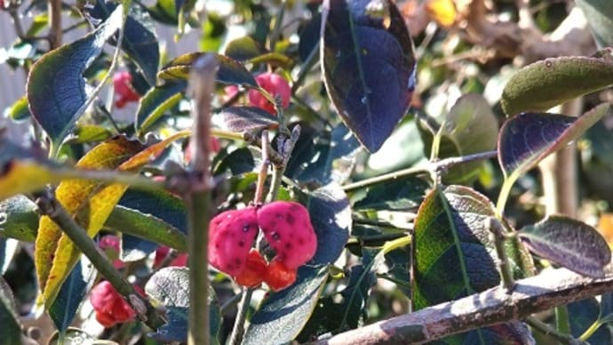 庭の花達の様子・・・。