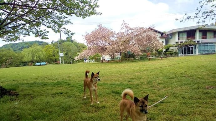 和歌山と泉南をハシゴ散歩。