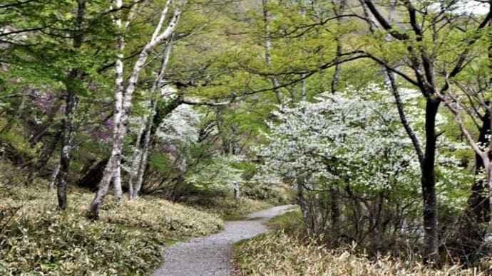 赤城 小沼周辺のシロヤシオ