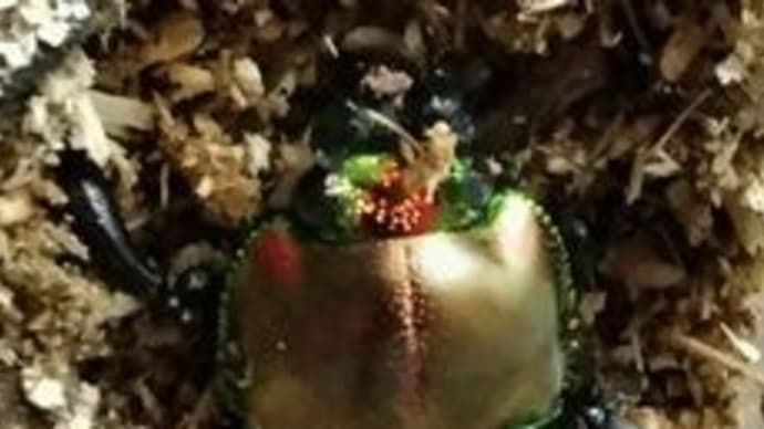 ニジイロクワガタ初羽化