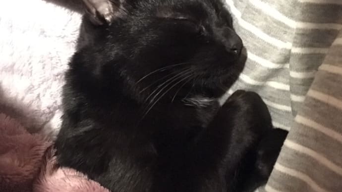 猫への愛情が溢れすぎる