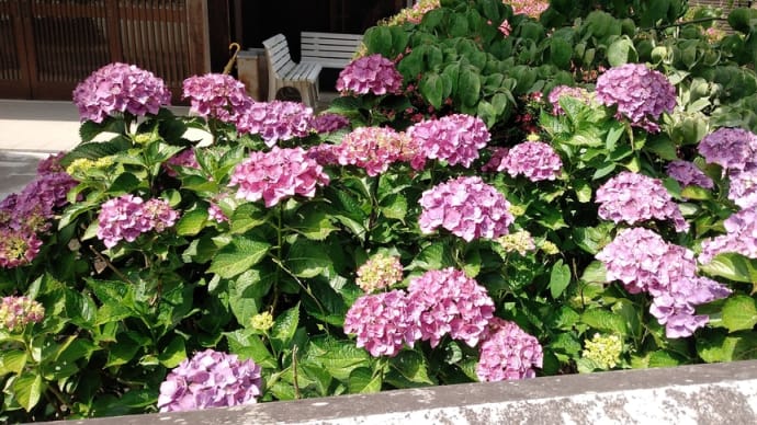 観音寺市の花めぐり1 あじさいの宮粟井神社