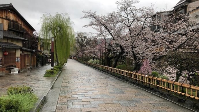 日曜日絶好の花見に雨がしとしとと