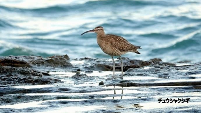 10/08探鳥記録写真-2(9月下旬に出会った鳥たち:チュウシャクシギ、トウネン、キアシシギ、モズ、コゲラ、ヤマガラ、ほか)