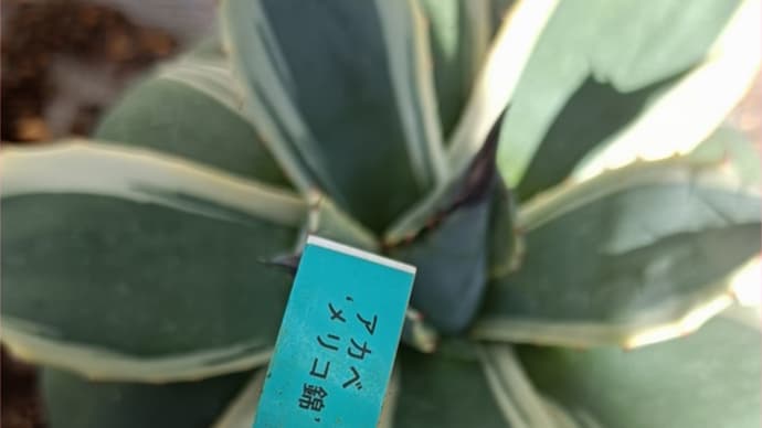 アガベ・メリコ錦*やっぱり薔薇が欲しい☆