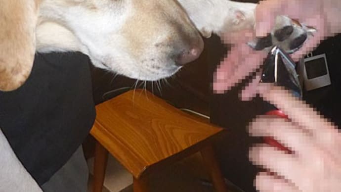 【オレオとクッキーの 足裏の毛とツメを切りました】