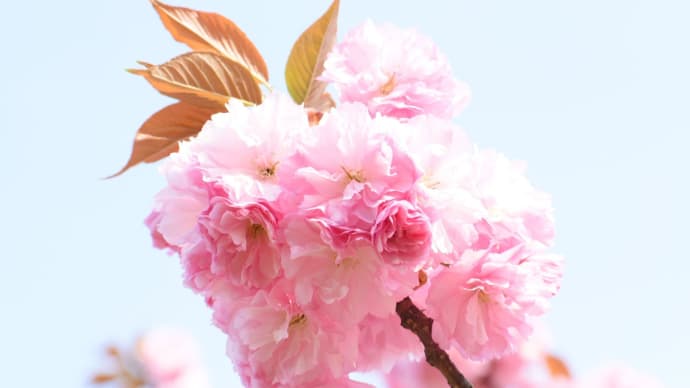 ふわもこの春、桜色。