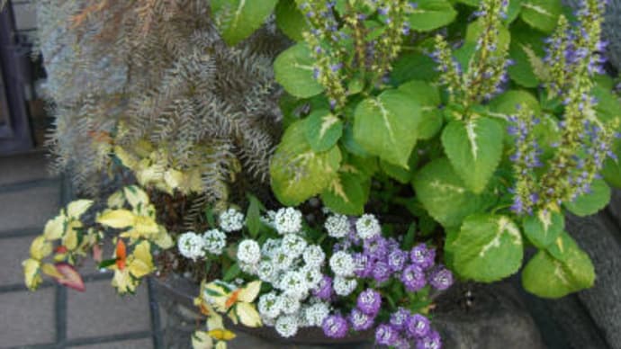 寄せ植え