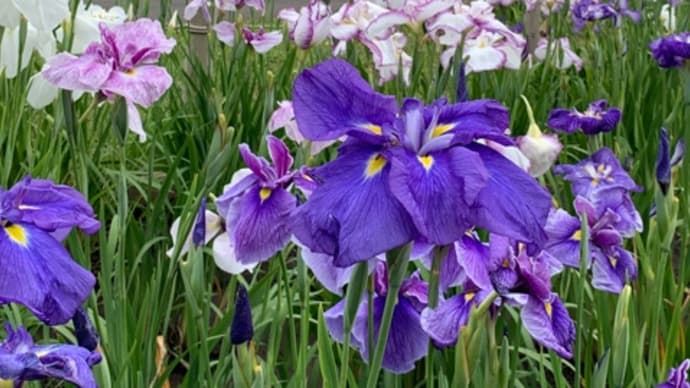 雨間にしっとり咲く、花菖蒲