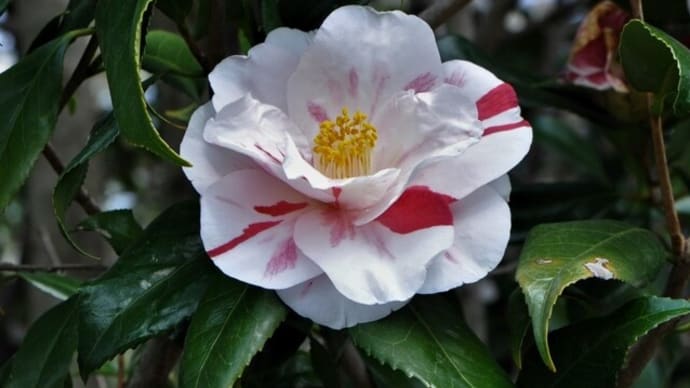 椿の花いろいろ