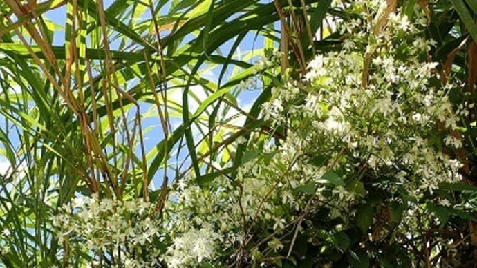 お花も少々