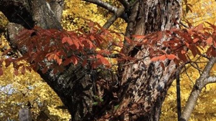 みちのくの小京都角館の紅葉 今、見頃