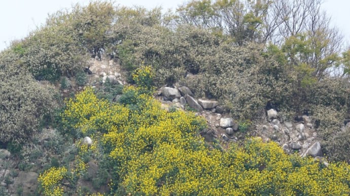粟島の野鳥たち ウミウ