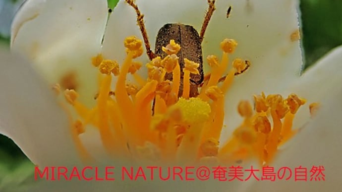 キイロアシナガコガネ
