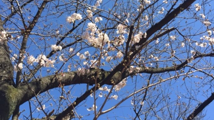 桜開花♡