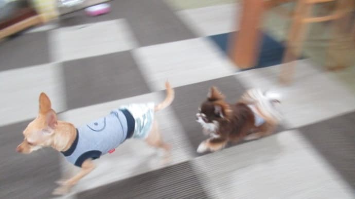 21/05/15 犬の幼稚園BuddyDog