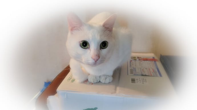 おけさ柿とましろ
