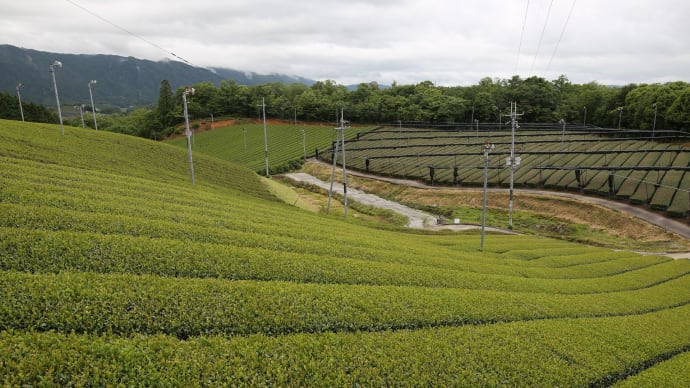 茶畑の風景