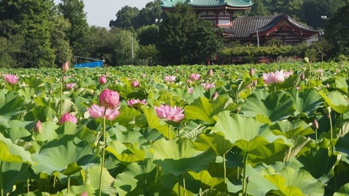 にしさんの花日記 蓮 上野公園不忍池