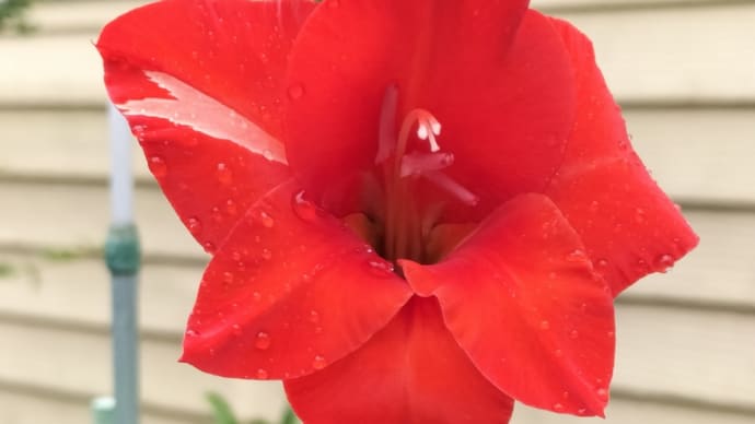 真っ赤なグラジオラスと お花の管理