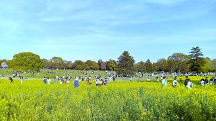 世界中で楽しまれているチューリップ　～昭和記念公園～