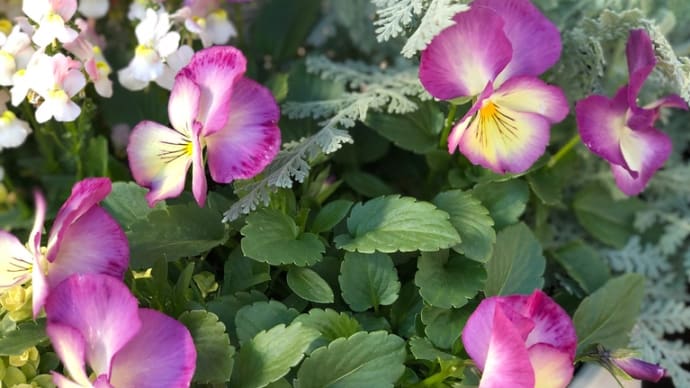 玄関を飾るお花たち