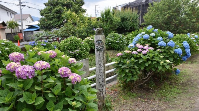 あじさい狩り 神奈川県足柄上郡開成町 開成町あじさいまつり(2)まだまだこれから