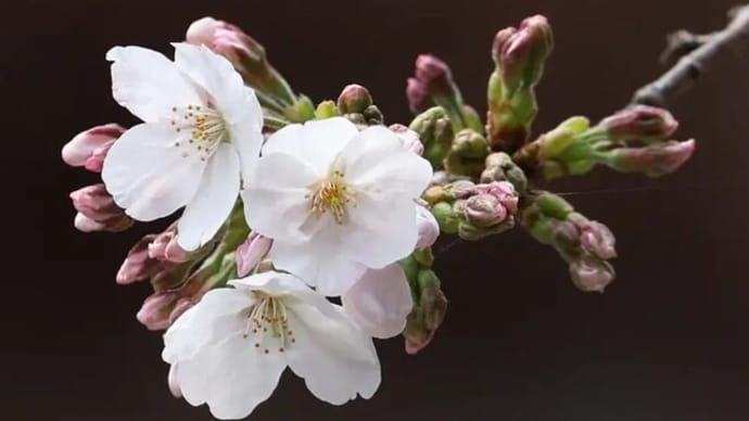 桜の開花宣言_昨年の桜を振り返る(^^)