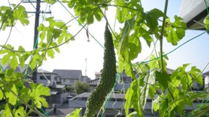 その後のその後のゴーヤ