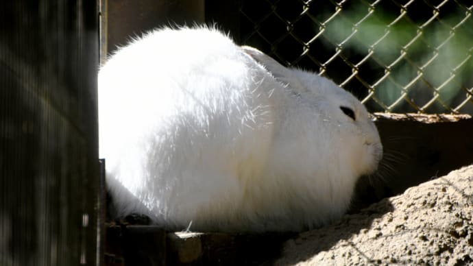 トウホクノウサギ