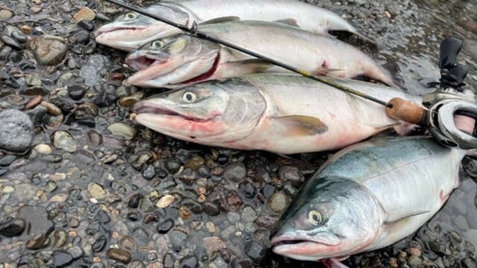 本日、厳しい中のモイレウシでの釣果です。